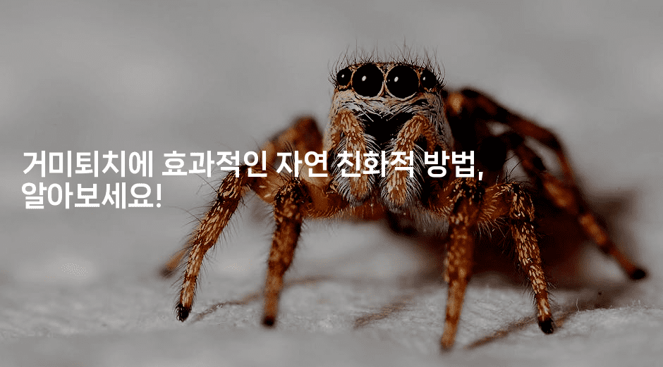 거미퇴치에 효과적인 자연 친화적 방법, 알아보세요!-뿅망치 생활정보