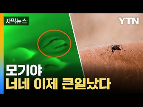 [자막뉴스] 모기 박멸 효과 입증…상용화 '주목' / YTN