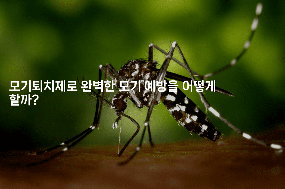 모기퇴치제로 완벽한 모기 예방을 어떻게 할까?2-뿅망치 생활정보