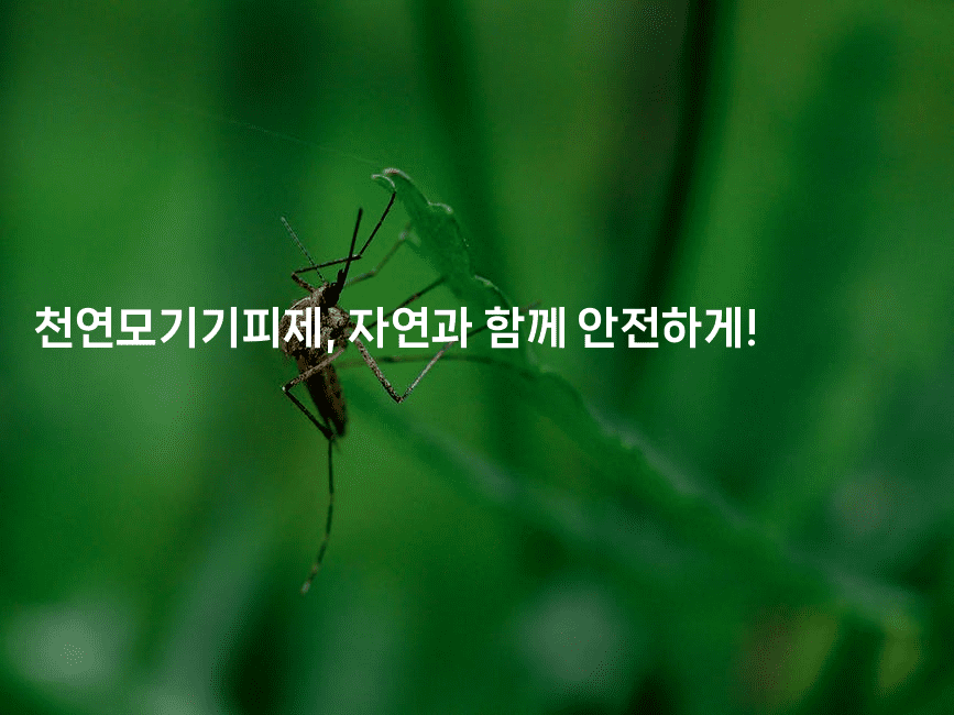 천연모기기피제, 자연과 함께 안전하게! 2-뿅망치 생활정보