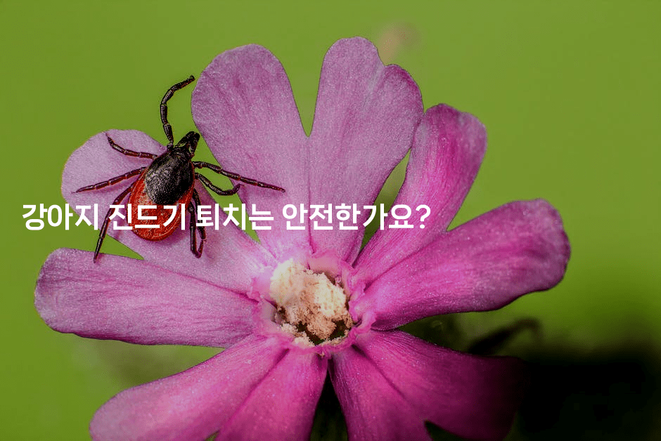 강아지 진드기 퇴치는 안전한가요?2-뿅망치 생활정보