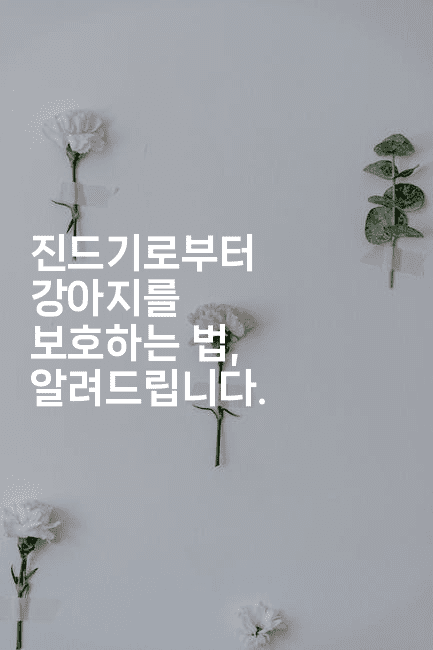 진드기로부터 강아지를 보호하는 법, 알려드립니다.