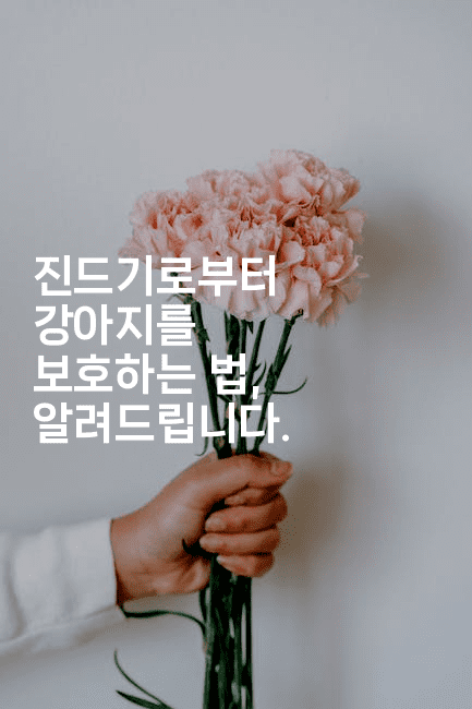 진드기로부터 강아지를 보호하는 법, 알려드립니다.2-뿅망치 생활정보