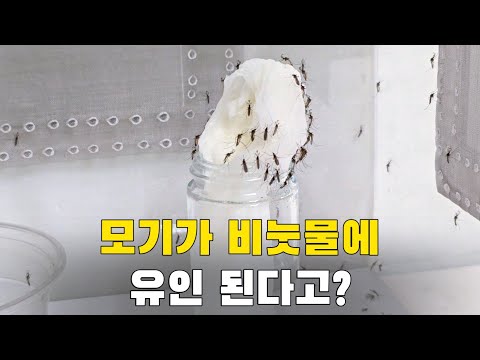 모기가 비눗물에 유인된다고?? 당장 확인 해봤습니다