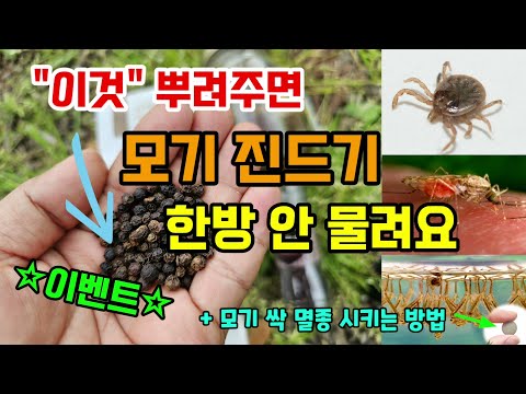 모기 진드기 이것만 뿌려주면 백만마리가와도 한방 안물려요 천연유래 기피제 모기유충 퇴치방법 #모기기피제