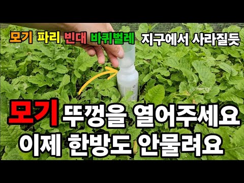 모기파리 이거 뚜껑을 열면 고민이 사라집니다 몆십만마리 6분안에 사망 ! #모기퇴치 #프로텍홈 #바퀴벌레퇴치 #파리퇴치 #빈대퇴치 #프로텍홈유제 #모기퇴치제 #파리퇴치제