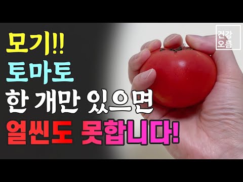 모기! 토마토만 있으면 얼씬도 못합니다! 간단한 방법으로 올 여름 살충제 없이 살아보아요~